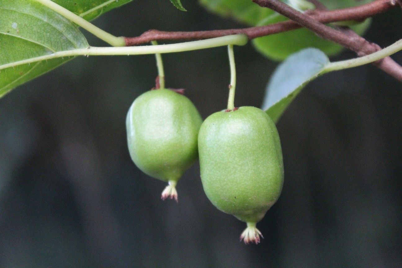 Kiwibeere Issaï selbstfruchtbare - Actinidia Arguta Issai