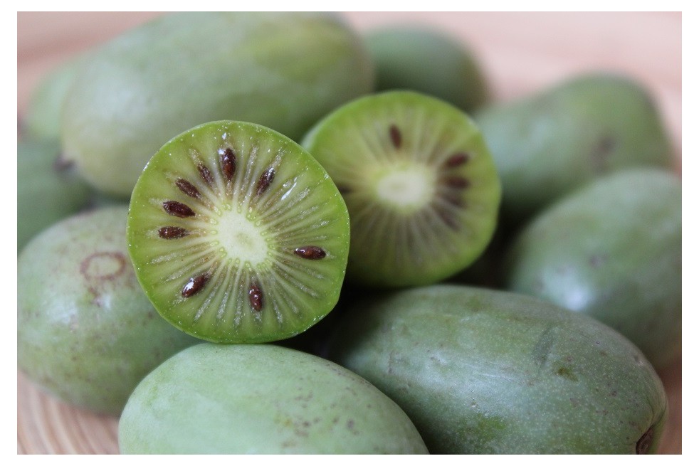 Kiwibeere Issaï selbstfruchtbare - Actinidia Arguta Issai