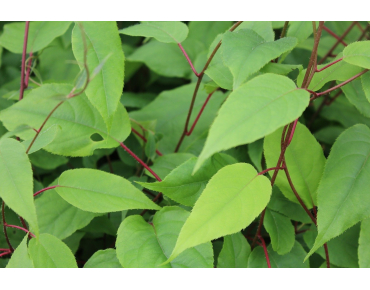hardy kiwi vine - Actinidia Arguta Issai