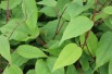 Kiwibeere Issaï selbstfruchtbare - Actinidia Arguta Issai