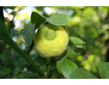 Citronnier du nord - Poncirus Trifoliata