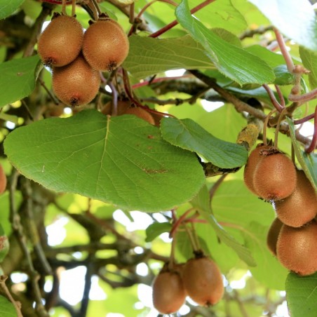 Zelfvruchtbare kiwiplant Solissimo - Actinidia deliciosa solissimo