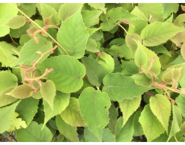 Kiwi fruit self-fertile Solissimo - Actinidia deliciosa solissimo