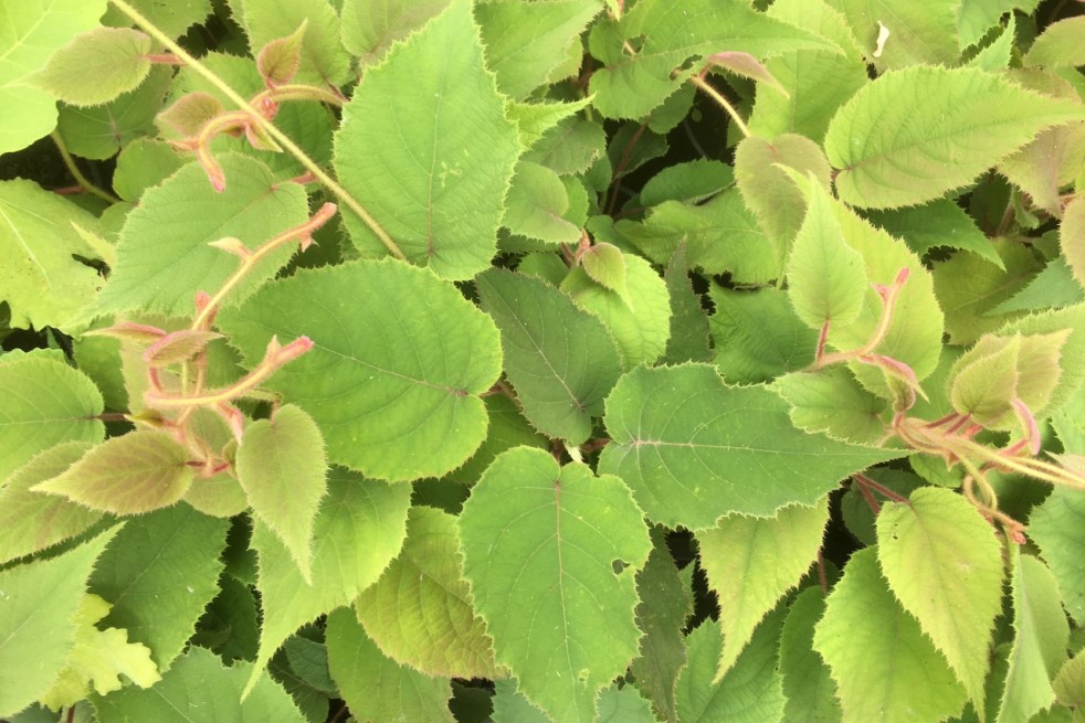 Actinidia deliciosa solissimo