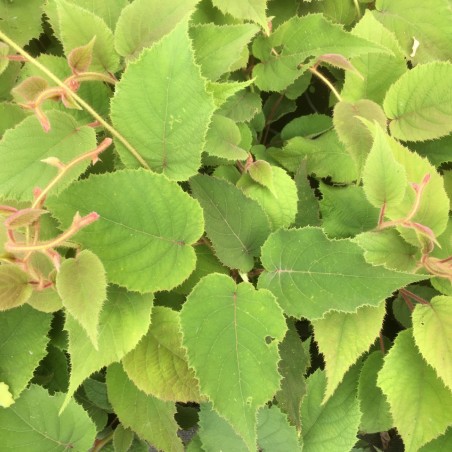 Zelfvruchtbare kiwiplant Solissimo - Actinidia deliciosa solissimo