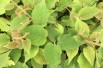 Actinidia deliciosa solissimo