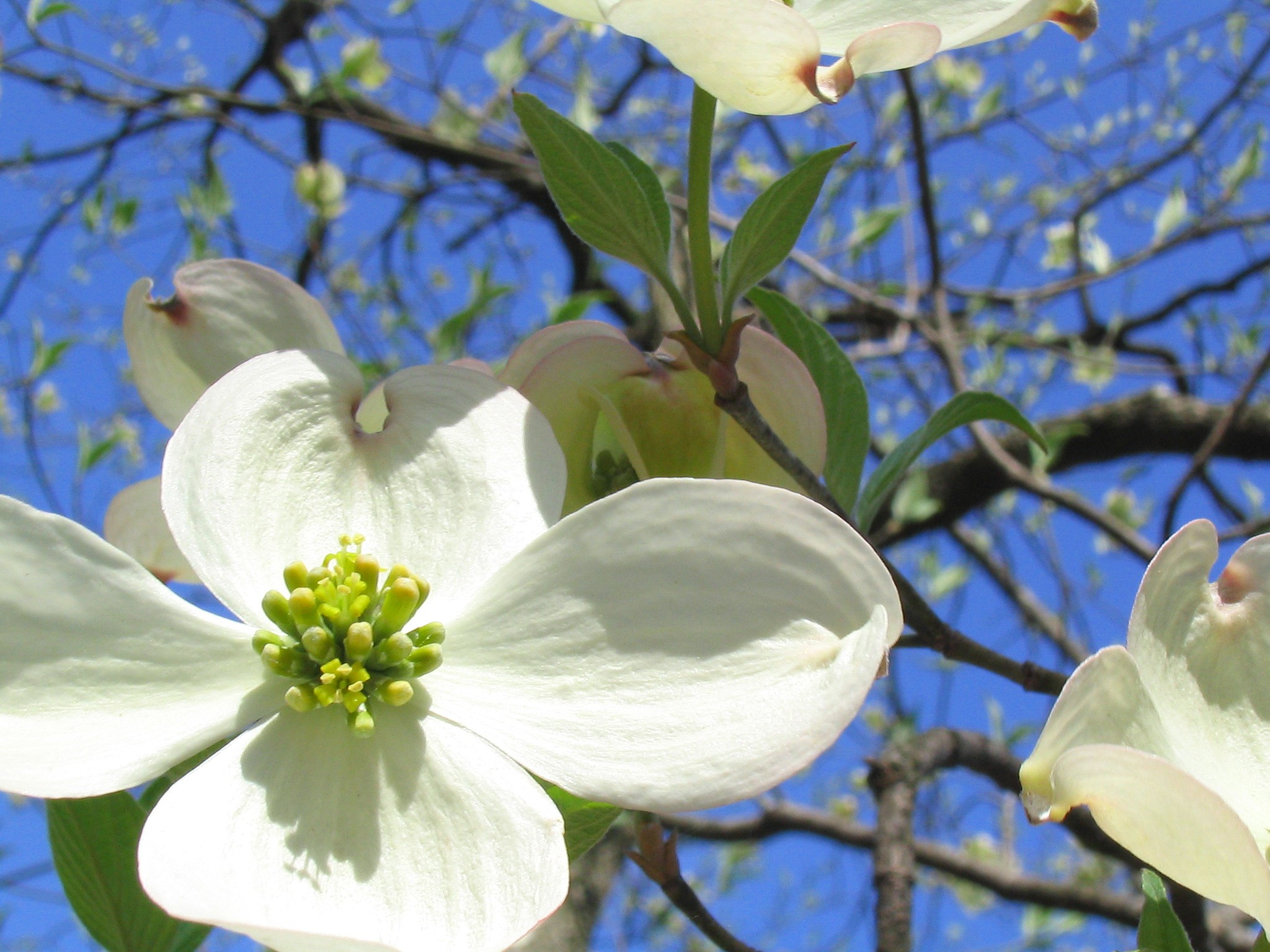 Amerikanischer Blumen-Hartriegel