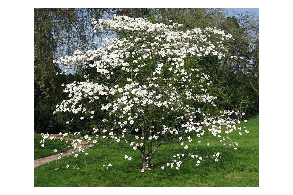 Cornus_florida_https://creativecommons.org/licenses/by-sa/3.0/legalcode.fr