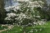 Cornus_florida_https://creativecommons.org/licenses/by-sa/3.0/legalcode.fr