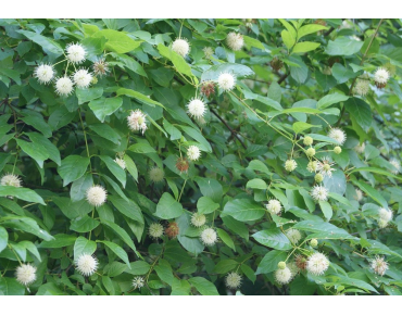 Bois-bouton - Cephalanthus occidentalis
