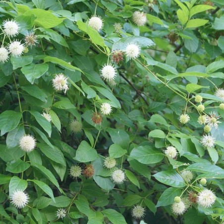 Westlicher Knopfbusch - Cephalanthus occidentalis