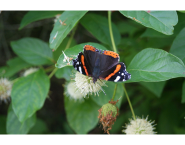 Bois-bouton - Cephalanthus occidentalis