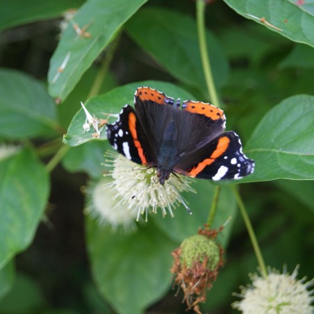 Westlicher Knopfbusch - Cephalanthus occidentalis