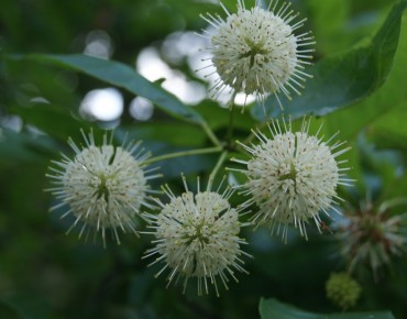 Westlicher Knopfbusch