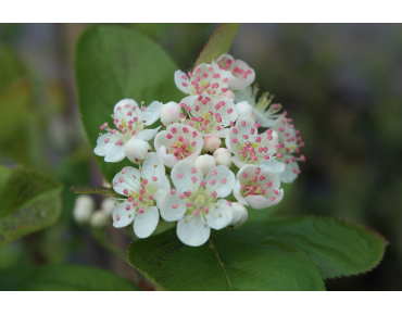 Appelbes Viking - Aronia prunifolia Viking