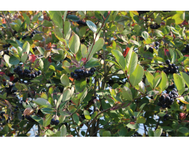 Appelbes Viking - Aronia prunifolia Viking
