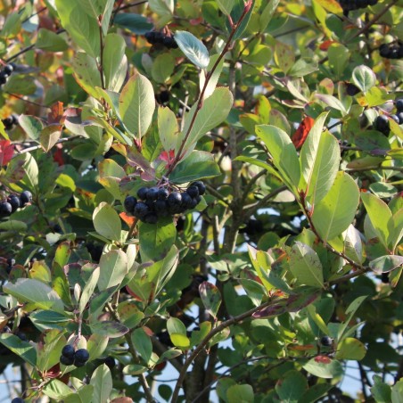 Apfelbeere Viking - Aronia prunifolia Viking