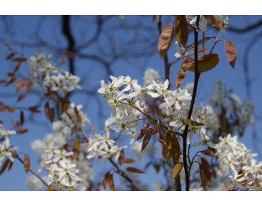 Amélanchier de Lamarck - Amelanchier Lamarckii