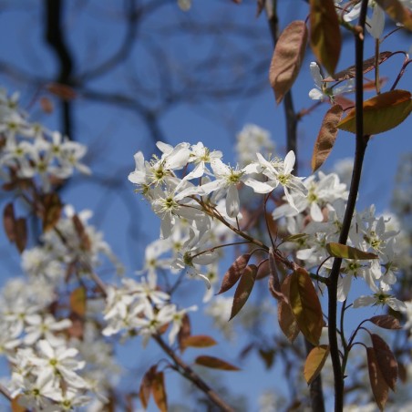 Kupfer-Felsenbirne - Amelanchier Lamarckii