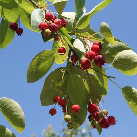 Kupfer-Felsenbirne - Amelanchier Lamarckii