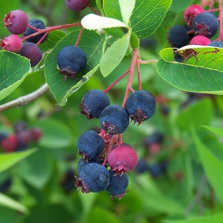 Kanadische Felsenbirne Glenform Rainbow Pillar - Amelanchier Canadensis Glenform Rainbow Pillar