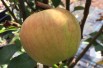 Malus domestica Karneval® - Jardins du Monde.be Malus domestica Karneval® - Jardins du Monde.be