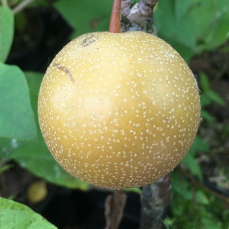 Nashi-Birne Olympic - Pyrus Pyrifolia Olympic
