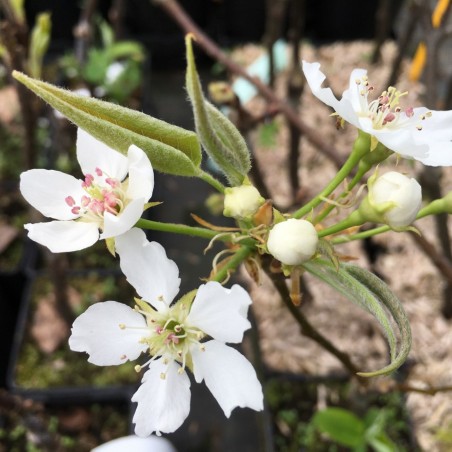 Nashi-Birne Olympic - Pyrus Pyrifolia Olympic