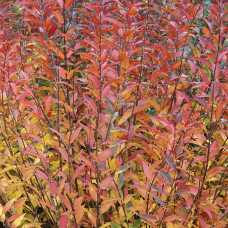 Bruidsbloem Gracilis - Deutzia Gracilis