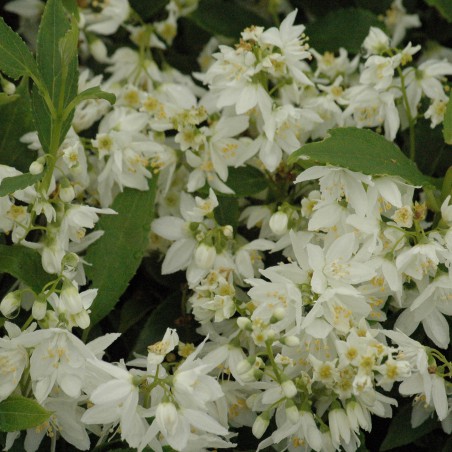 Bruidsbloem Gracilis - Deutzia Gracilis