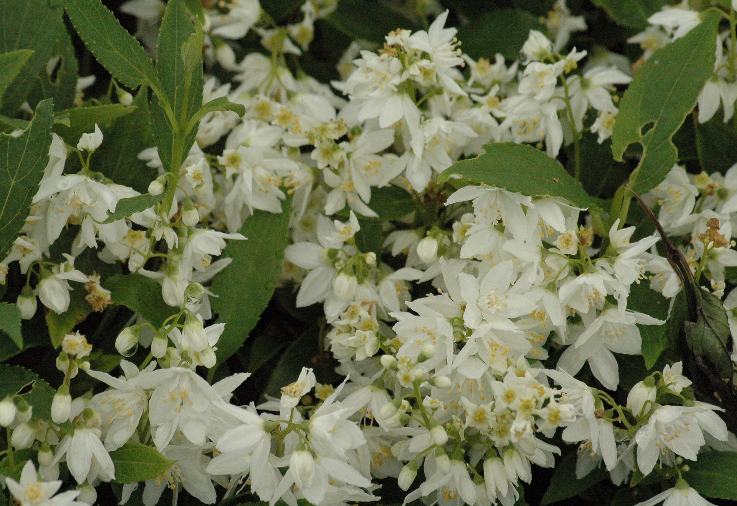 Bruidsbloem Gracilis