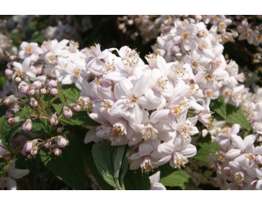 Rosendeutzie Mont Rose - Deutzia Mont Rose
