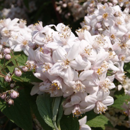 Bruidsbloem - Deutzia Mont Rose
