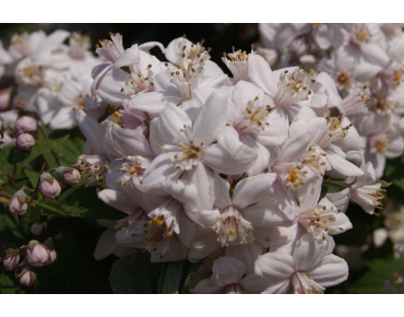 Rosendeutzie Mont Rose - Deutzia Mont Rose