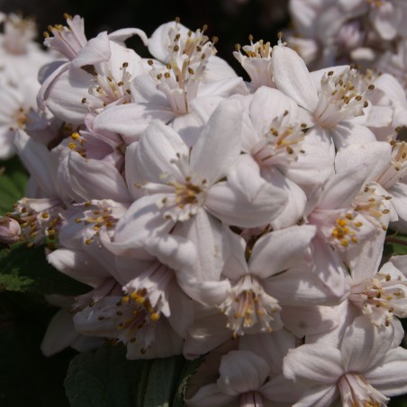 Deutzie Mont Rose - Deutzia Mont Rose