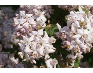 Rosendeutzie Mont Rose - Deutzia Mont Rose