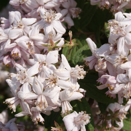 Rosendeutzie Mont Rose - Deutzia Mont Rose