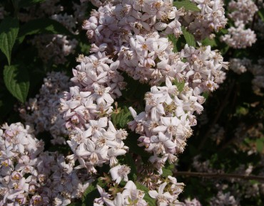 Deutzia Mont Rose