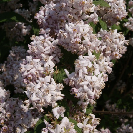 Bruidsbloem - Deutzia Mont Rose