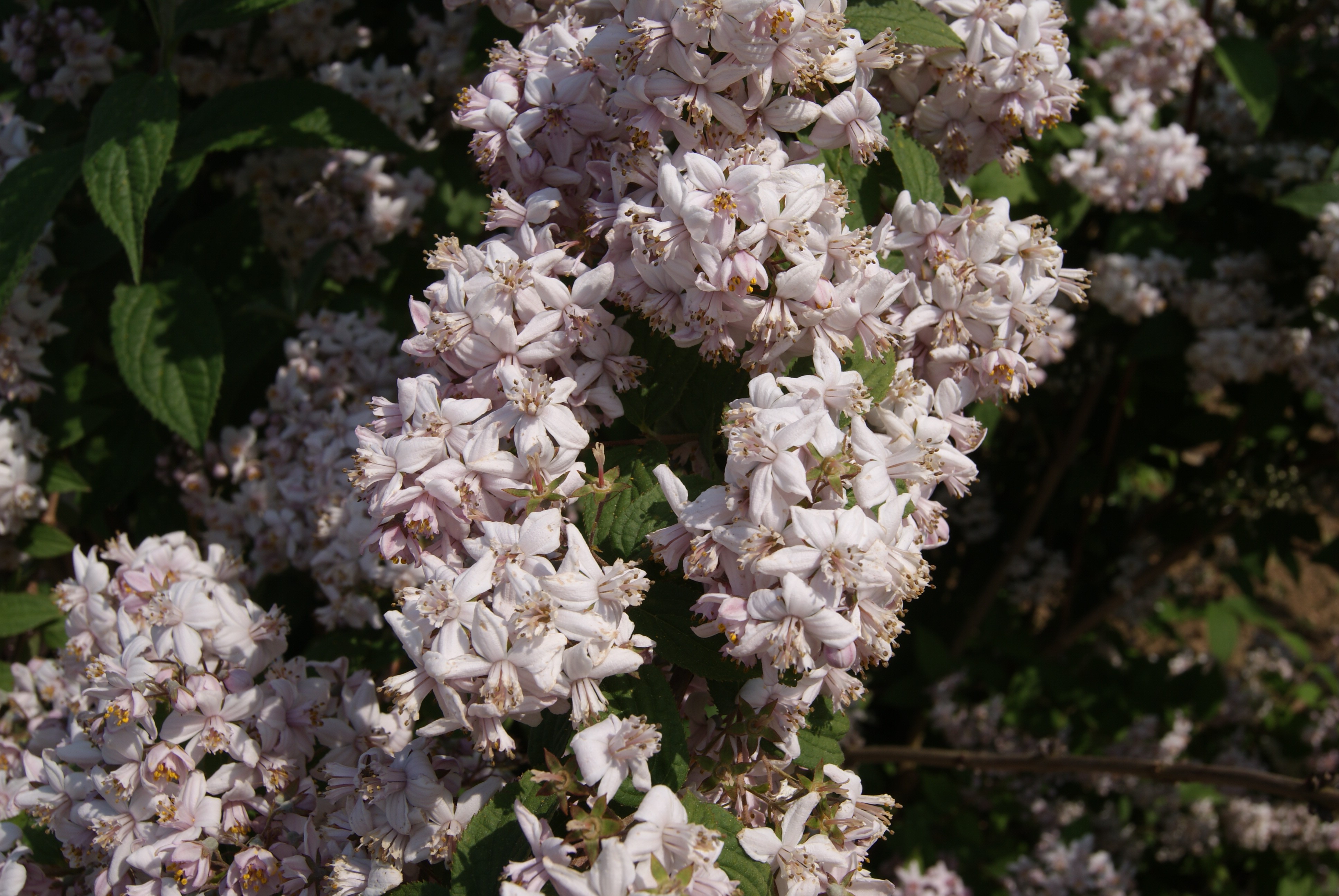 Deutzia Mont Rose