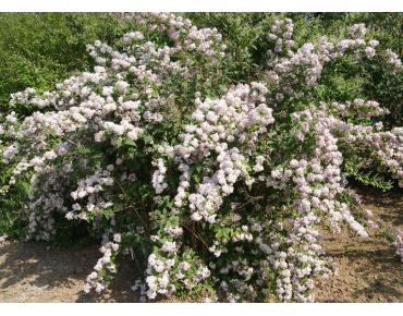 Rosendeutzie Mont Rose - Deutzia Mont Rose