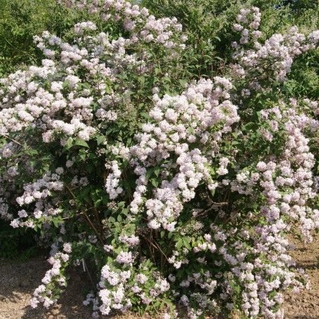 Rosendeutzie Mont Rose - Deutzia Mont Rose