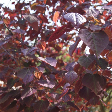 Gainier pourpre - Cercis Canadensis Forest Pansy