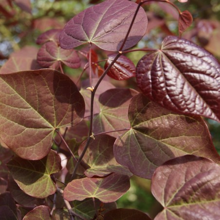Forest Pansy Amerikaanse Judasboom - Cercis Canadensis Forest Pansy