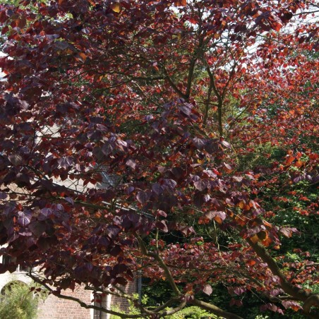 Forest Pansy Amerikaanse Judasboom - Cercis Canadensis Forest Pansy