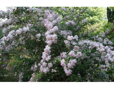 Rosendeutzie Mont Rose - Deutzia Mont Rose