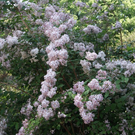 Bruidsbloem - Deutzia Mont Rose