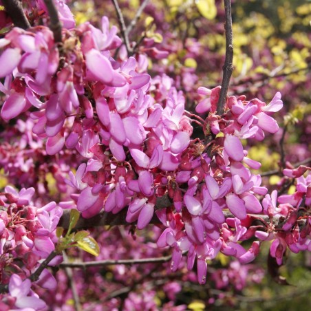 Gainier pourpre - Cercis Canadensis Forest Pansy