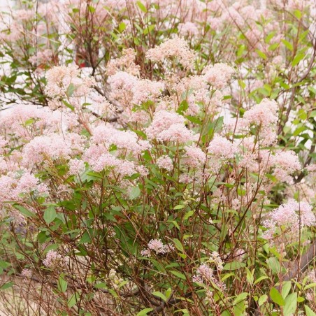 Säckelblume Marie Simon - Ceanothus Pallidus Marie Simon