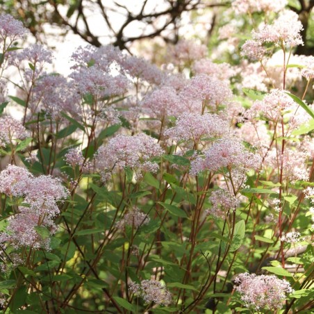 Amerikaanse sering Marie Simon - Sikkelbloem- Ceanothus Pallidus Marie Simon